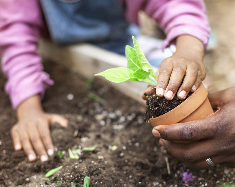hands planting a seedling in the dirt