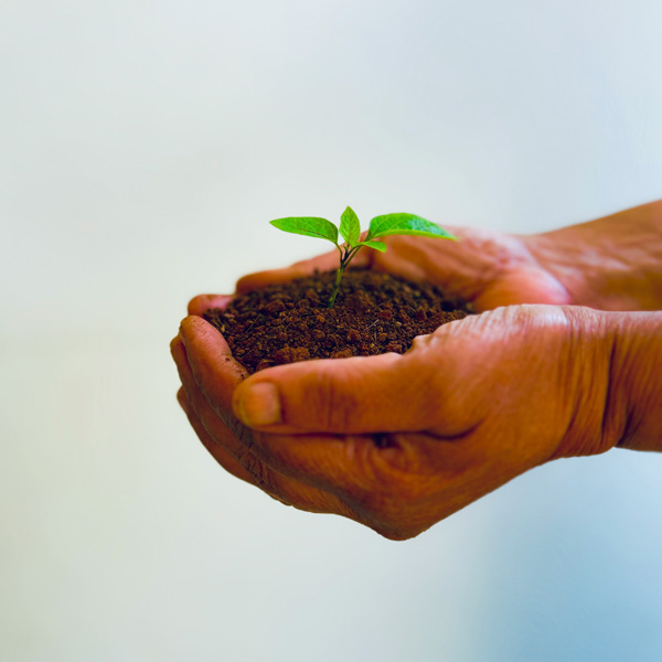 seedling hands